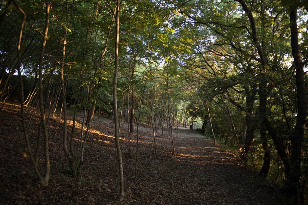 Bosco del Cugnolo - Marche tra mare e cultura